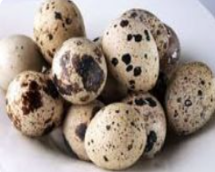 Trứng chim cút tươi - Thực Phẩm Trứng Ngon - Công Ty TNHH Miras